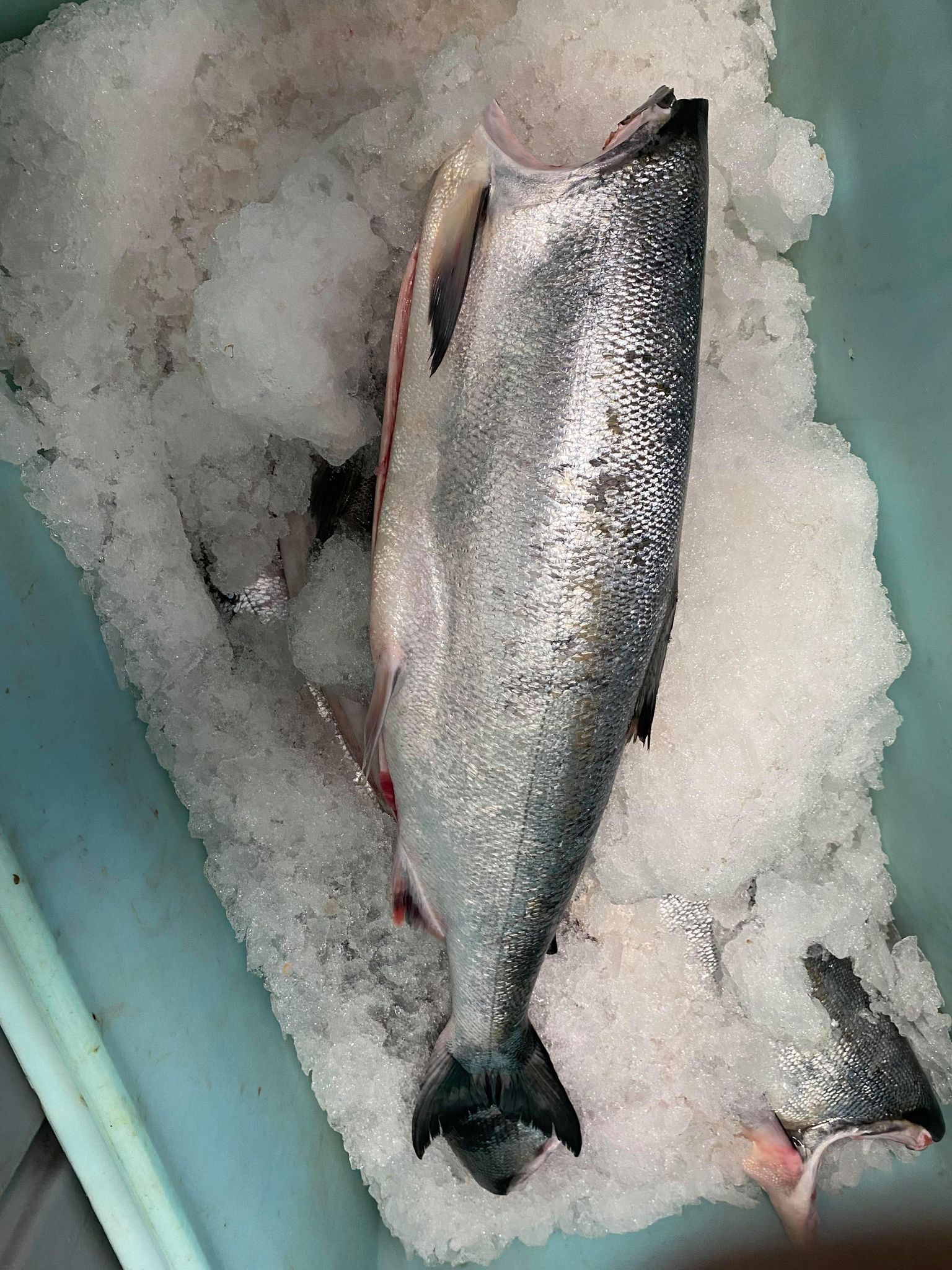 Salmon Fillets, Wild Caught